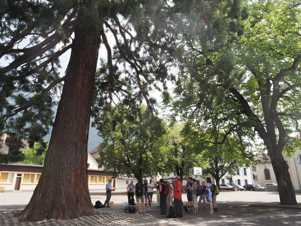 Im Schatten des wunderschönen Mammutbaums auf dem Schulhof von Bex lernen die Teilnehmenden die Massnahmen kennen, die der Verein Alpes vivantes und die Schulkinder von Bex für Mehlschwal-ben und Mauersegler umgesetzt haben.